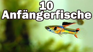 10 Anfängerfische für das 60cmAquarium 73 [upl. by Orelee]