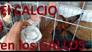 El CALCIO en los GALLOS DE PELEA  MudaPelecha [upl. by Enileuqcaj]