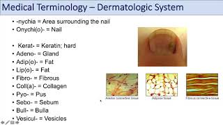 Medical Terminology  Lesson 10  Skin and Skin Conditions Dermatology [upl. by Oeak343]