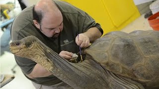 Preserving Lonesome George [upl. by Reidar]