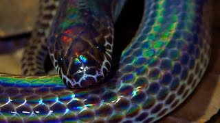 Sunbeam Snake Singapore Snakes [upl. by Enait]