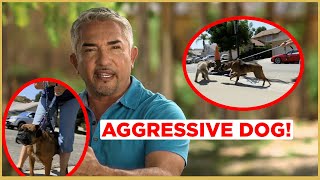 HOW TO CALM AN AGGRESSIVE DOG  Cesar 911 [upl. by Zeuqirdor326]