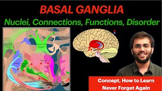 Basal Ganglia  CNS Physiology  Neuroanatomy Video [upl. by Imtiaz816]