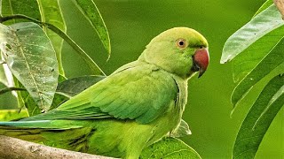 Loud Parrot Chirping  Natural Parrot Sounds  Parrot Calling Sounds [upl. by Ballman]