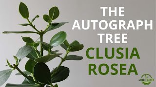 Clusia Rosea Care  Essential Tips For Growing An Autograph Tree [upl. by Ednargel712]