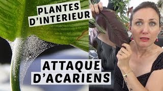 🌿 ARAIGNÉES ROUGES  LES ACARIENS ATTAQUENT MES PLANTES VERTES  COMMENT LES RECONNAITRE [upl. by Hardi]