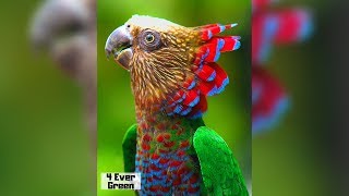 10 Most Beautiful Parrots on Planet Earth [upl. by Ahsyak355]