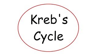 Krebs Cycle [upl. by Emarej]