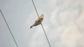 Common Hawk Cuckoo Brain Fever BirdPapiha Singing [upl. by Elsie]