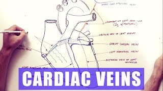 Finding Veins in Elderly Patient [upl. by Adile]