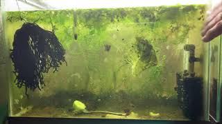 Scuds Daphnia Cherry Shrimp Copepods My aquatic food culture [upl. by Welker]