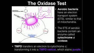 Microbiology Oxidase Test [upl. by Coney805]