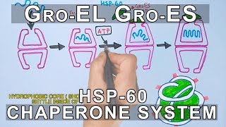 Mechanism of Chaperone Assisted Folding  Gro ELES System [upl. by Ludewig404]