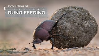 How Dung Beetles Evolved to Eat Poop [upl. by Ecart]