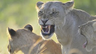 Wildlife  Lion Pride Wild Documentary 2020 Nat Geo HD 1080p [upl. by Asiak]