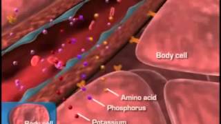 Diabetes Pathophysiology [upl. by Hilario58]