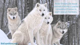 Information about Arctic Wolf [upl. by Macnamara564]