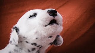 Puppies Barking  Cute Puppies Barking Compilation [upl. by Hartley]