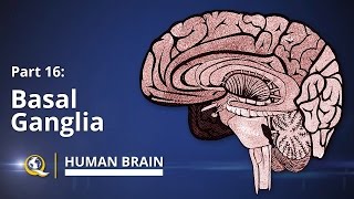 Basal Ganglia  Human Brain Series  Part 16 [upl. by Ahders]