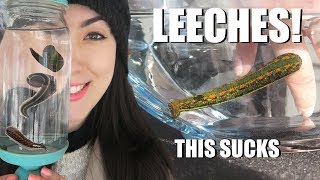 BITTEN By A LEECH  Medicinal Leech Facts  Creature Feature [upl. by Perretta]