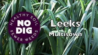 Grow leeks from multisown modules quicker cheaper easier high yield [upl. by Anilef]