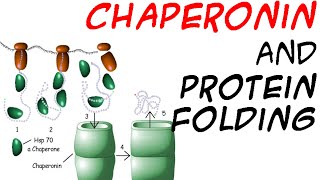 Chaperones and protein folding [upl. by Morocco]