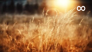 Peaceful Morning Relaxing Instrumental Music Opus 1 [upl. by Myrta]