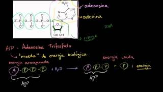 ATP  Adenosina Trifosfato [upl. by Edniya]