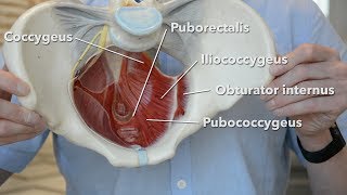 Pelvic floor muscles [upl. by Ainavi900]