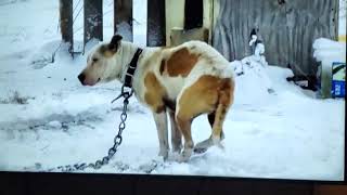 Freaking ASPCA commercials before the holidays [upl. by Hellman]