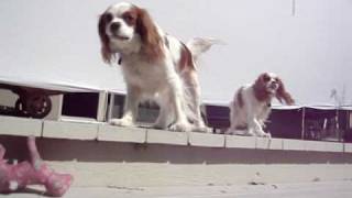 Barking Cavalier King Charles Spaniels [upl. by Cela]