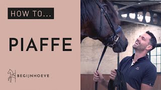 How to train Piaffe  Begijnhoeve  How to 1 [upl. by Hazel]