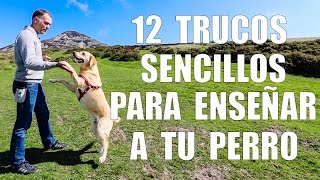 Adiestramiento Canino  12 TRUCOS para Enseñar a tu Perro [upl. by Ruprecht]