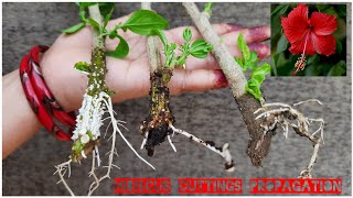 THREE EASY WAY TO PROPAGATE HIBISCUS FROM CUTTINGS WITH RESULT AND COMPARISON [upl. by Jacquenette886]