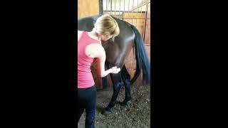 Horse Massage 33 [upl. by Merriam88]