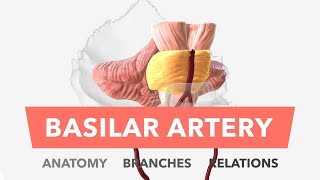 Basilar Artery  Anatomy Branches amp Relations [upl. by Zerat528]