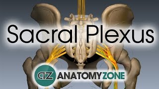 Sacral Plexus  Anatomy Tutorial [upl. by Haya]