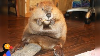 Rescue Beaver Loves Building Dams In His House  JUSTIN BEAVER  The Dodo [upl. by Cchaddie290]