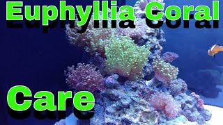 Euphyllia Coral Care [upl. by Rraval581]