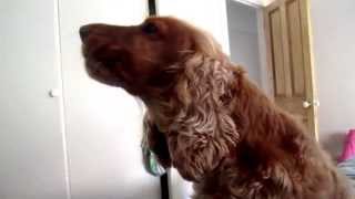 Howling Cocker Spaniel [upl. by Jamille]