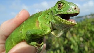 Catching Wild Iguanas in Florida  Herping 2016 [upl. by Keeton]