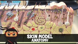 Integumentary System  Skin Model Anatomy [upl. by Ackley]