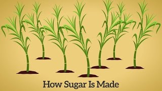 How Cane Sugar Is Made [upl. by Quar]