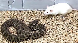 Snake attack rat Snake venom experiment [upl. by Hauhsoj]