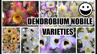 Dendrobium Nobile Varieties Identification amp Review Bloom Habits Variety of Color amp Fragrances [upl. by Kayla]