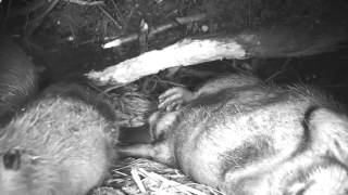 An Inside Look at a Beaver Lodge Thanks to Jeff Hogan for the video [upl. by Vassar]