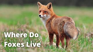 10 Places Where Foxes Live [upl. by Oric]