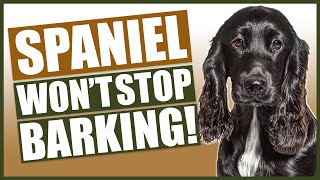 How To Stop Your SPANIEL Barking [upl. by Lenka]