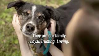 ASPCA TV Spot ‘Family’ Song by Mina Tank  iSpottv [upl. by Nosyk557]