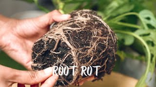 Root Rot  Symptoms  Causes  Treatment  Prevention [upl. by Kati]